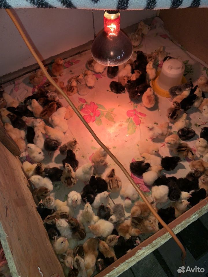Цыплята разных пород купить на Зозу.ру - фотография № 9