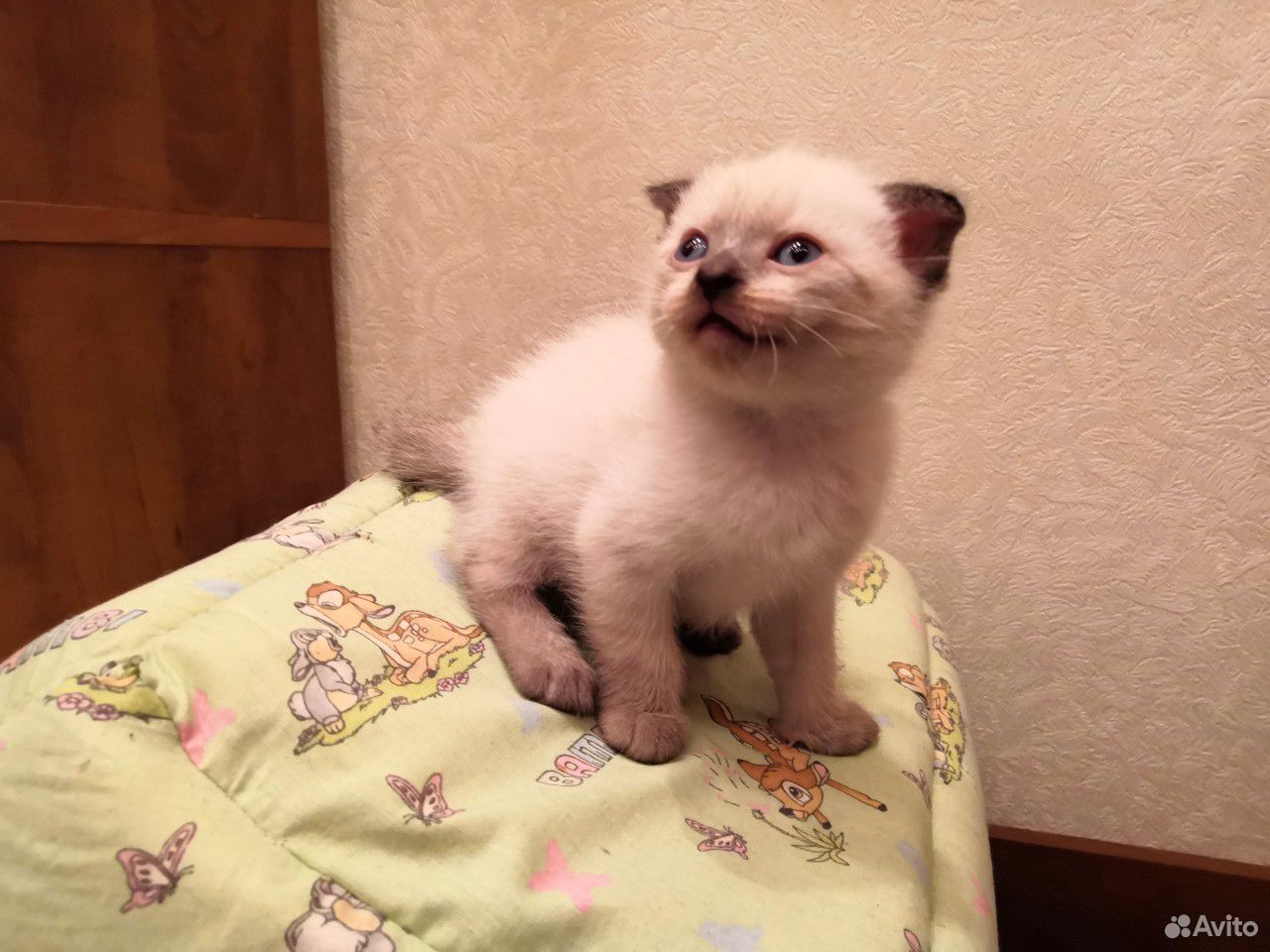 Taйский котенок купить на Зозу.ру - фотография № 2