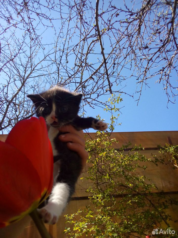 Черно-белые котятки 1 месяц купить на Зозу.ру - фотография № 3
