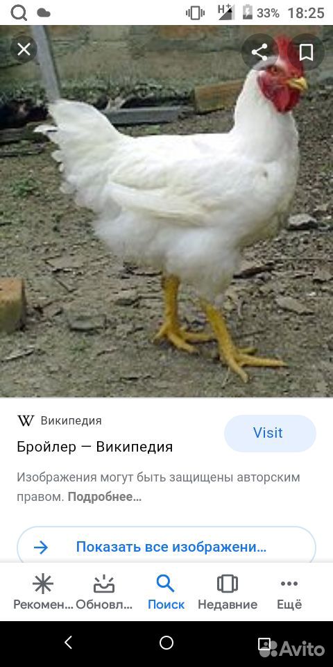 Курица бролер купить на Зозу.ру - фотография № 1