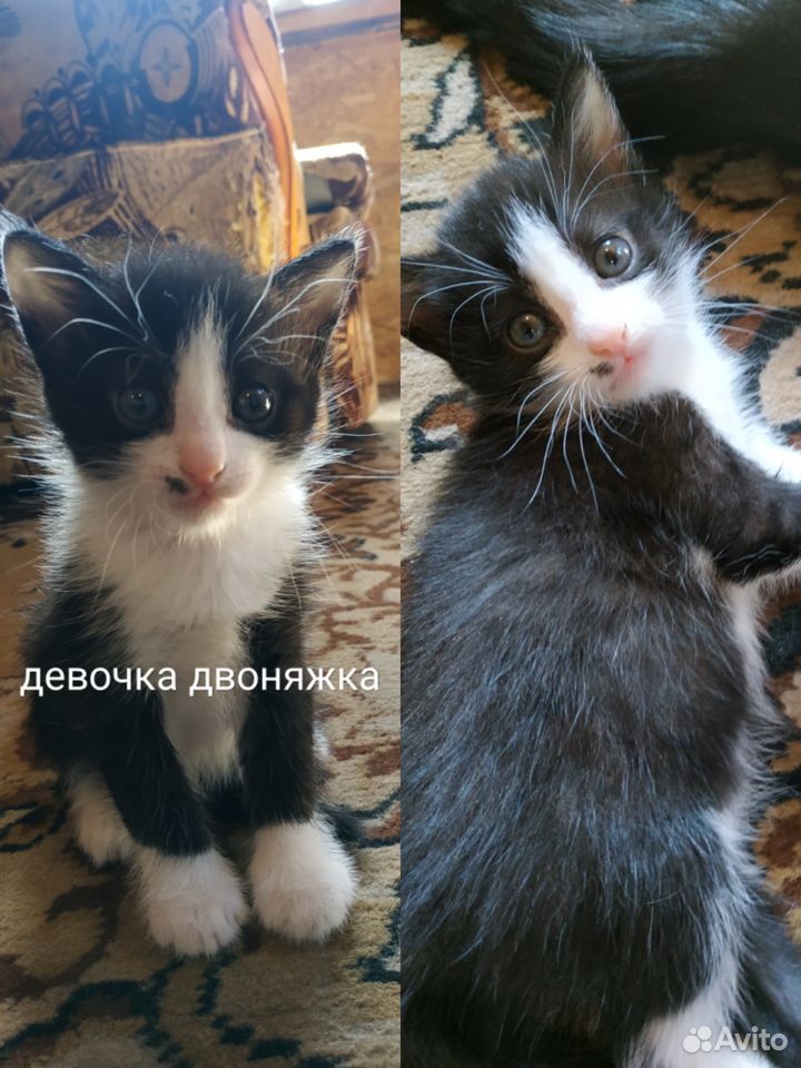 Котенок девочка 1 месяц купить на Зозу.ру - фотография № 2