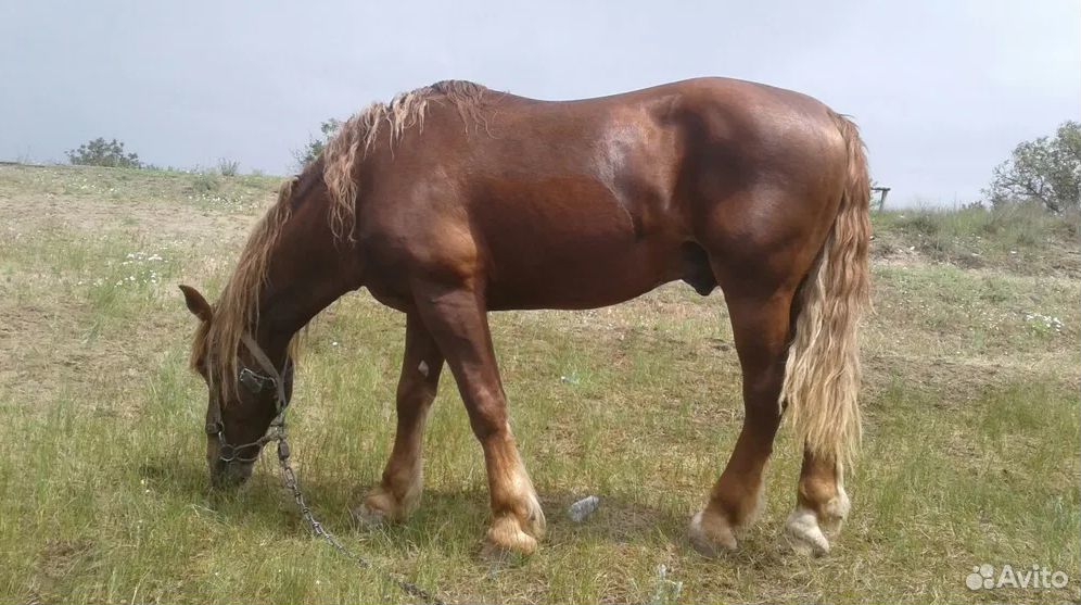Конь тяжеловоз, лошадь жеребец купить на Зозу.ру - фотография № 1