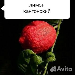 Кровавый лимон бордовый купить на Зозу.ру - фотография № 1