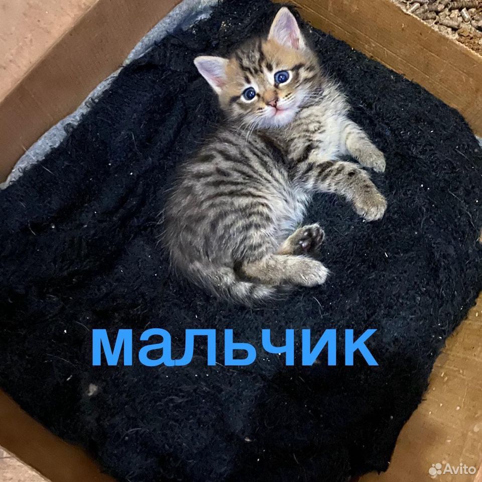 Пушистые котята купить на Зозу.ру - фотография № 3