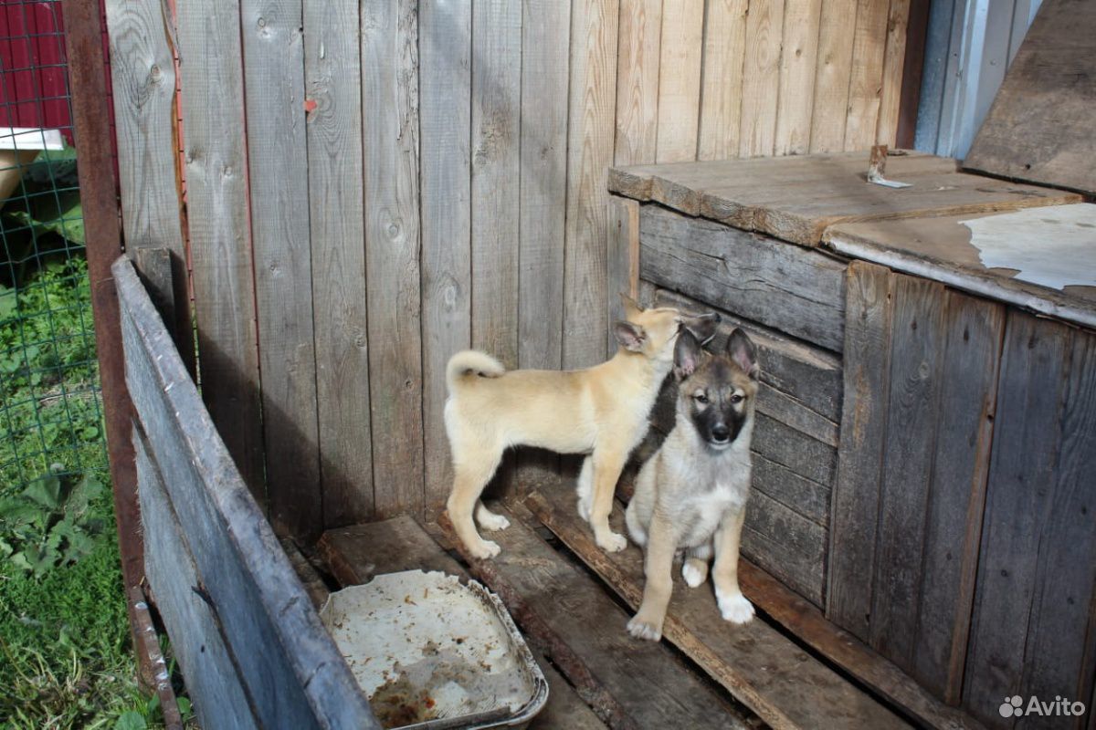 Чистопородный щенок зсл купить на Зозу.ру - фотография № 1