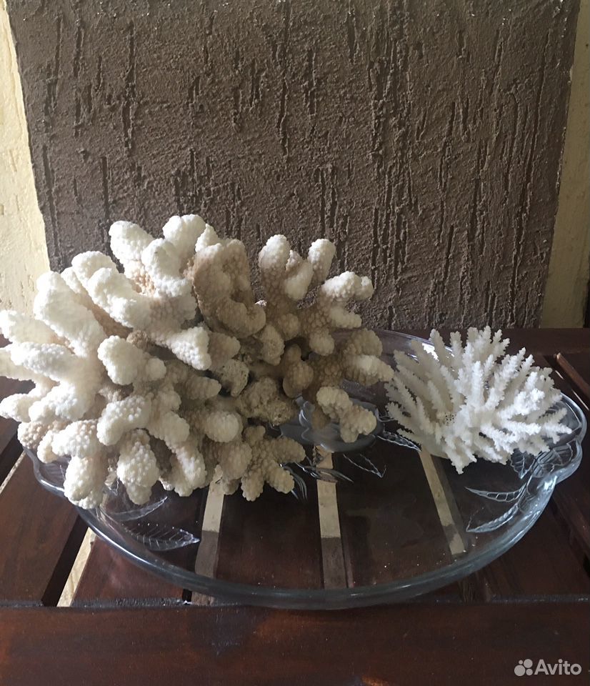 Морские кораллы купить на Зозу.ру - фотография № 8