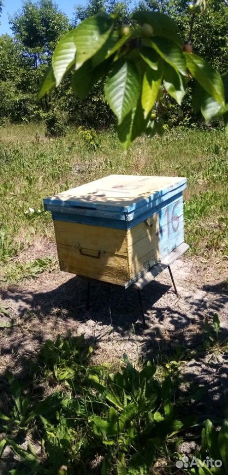 Улей пчелы купить на Зозу.ру - фотография № 1