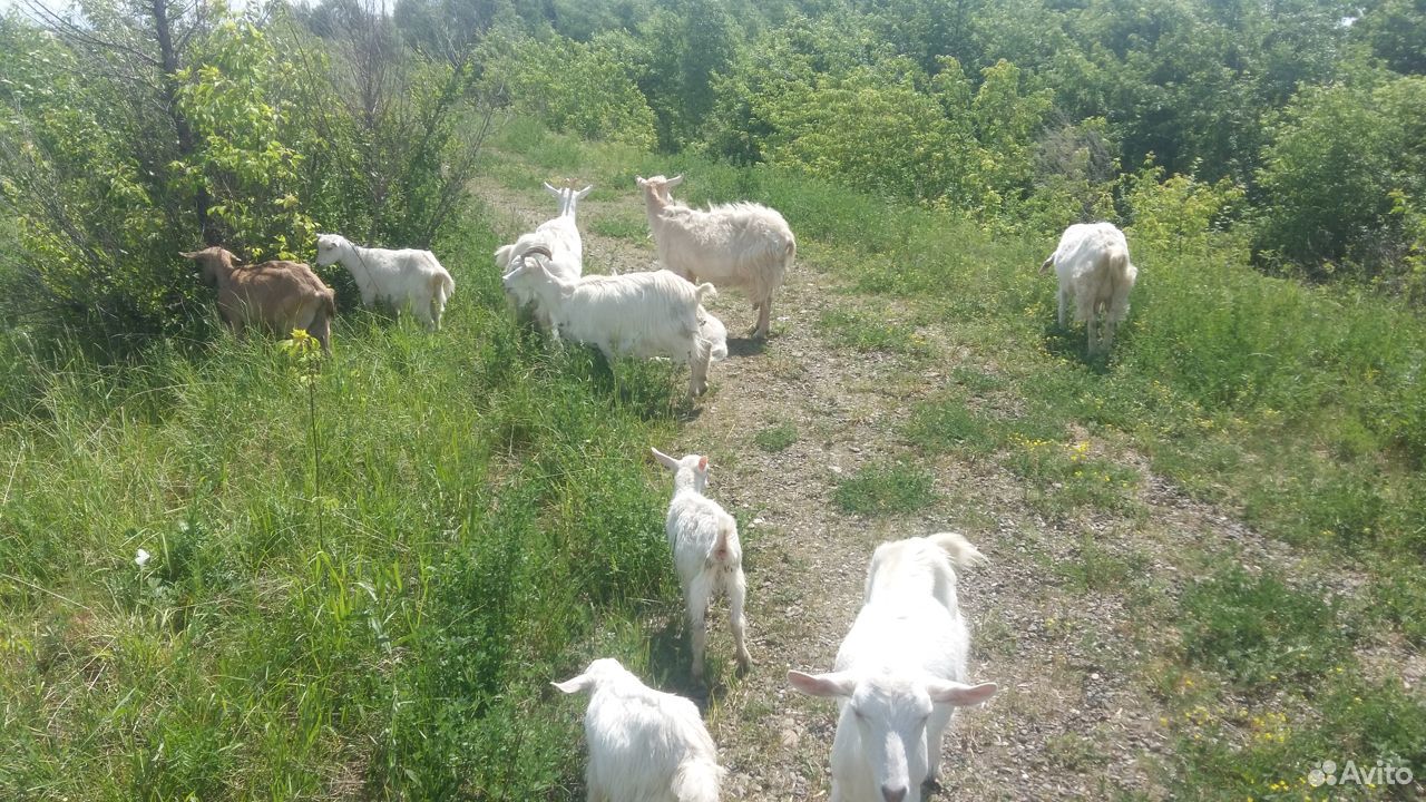 Дойные зааненские козы, козлята, молоко купить на Зозу.ру - фотография № 5