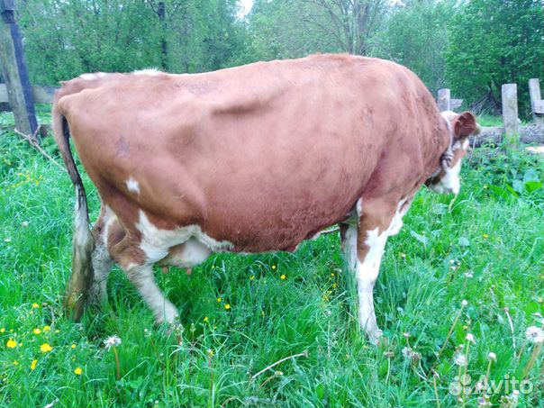 Корова на молоко купить на Зозу.ру - фотография № 3