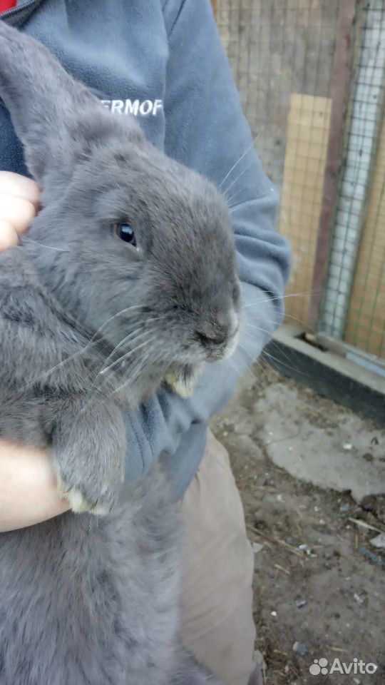 Вязка, молодой кроль бельгийский серый великан купить на Зозу.ру - фотография № 1