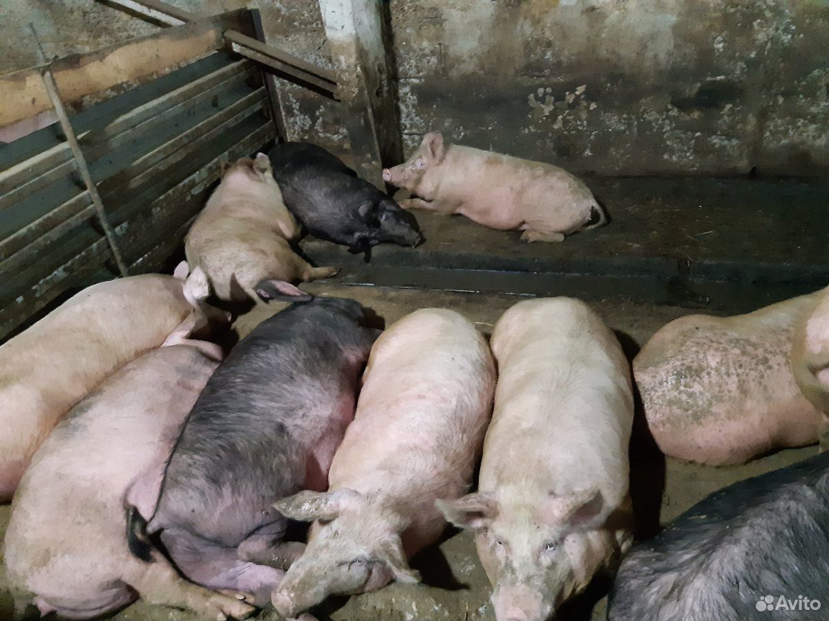Свиньи домашние купить на Зозу.ру - фотография № 2