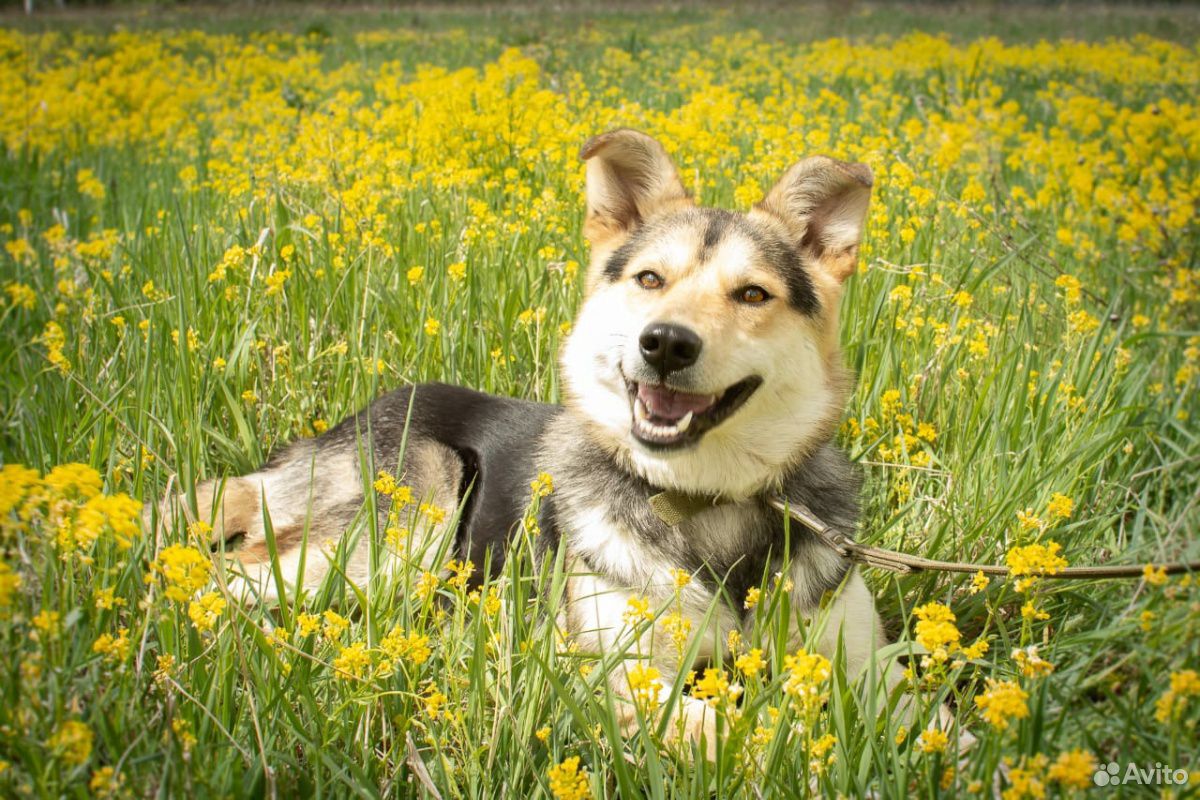 Солнечный пёс Крекер купить на Зозу.ру - фотография № 3
