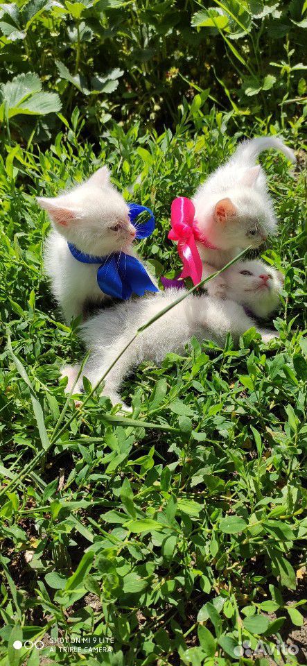 Белоснежные котята купить на Зозу.ру - фотография № 4