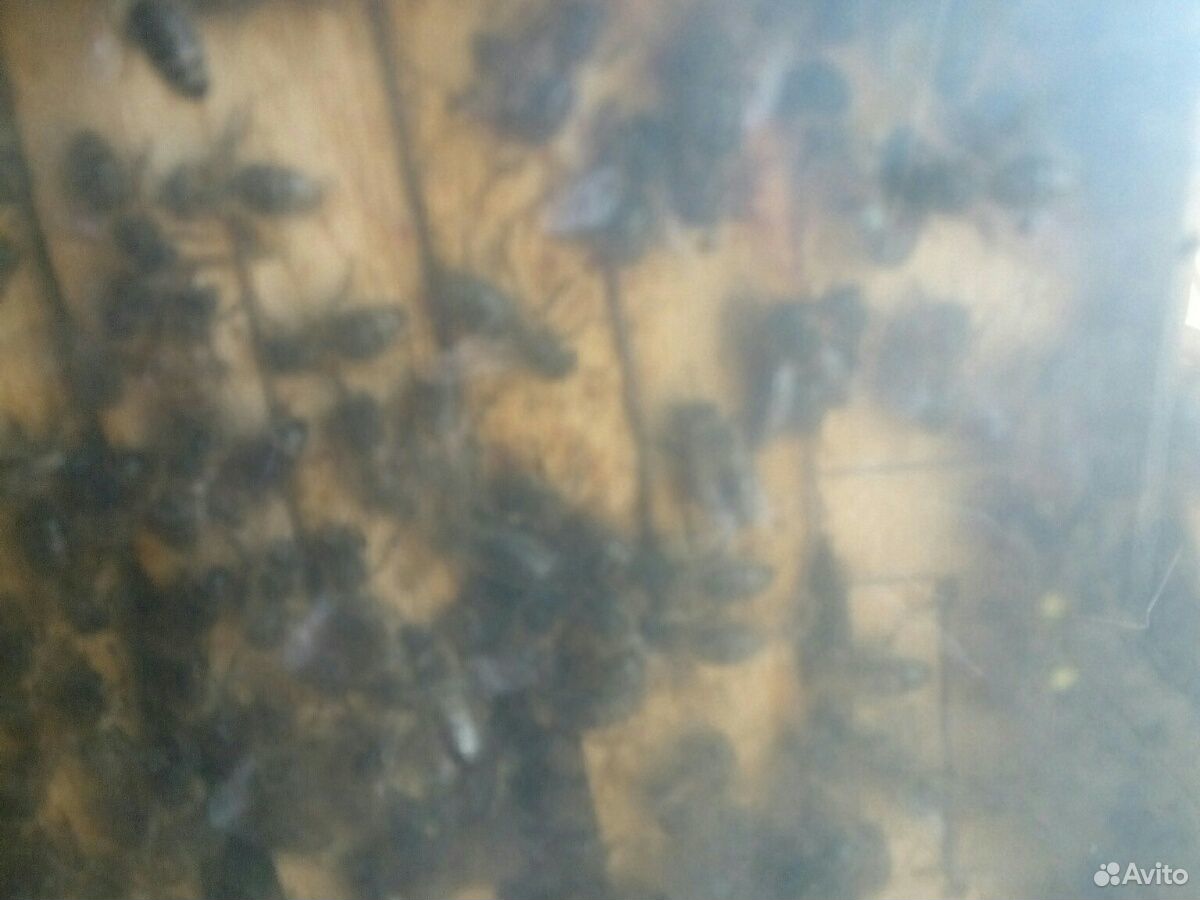 Пчелосемьи, пчелопакеты купить на Зозу.ру - фотография № 1