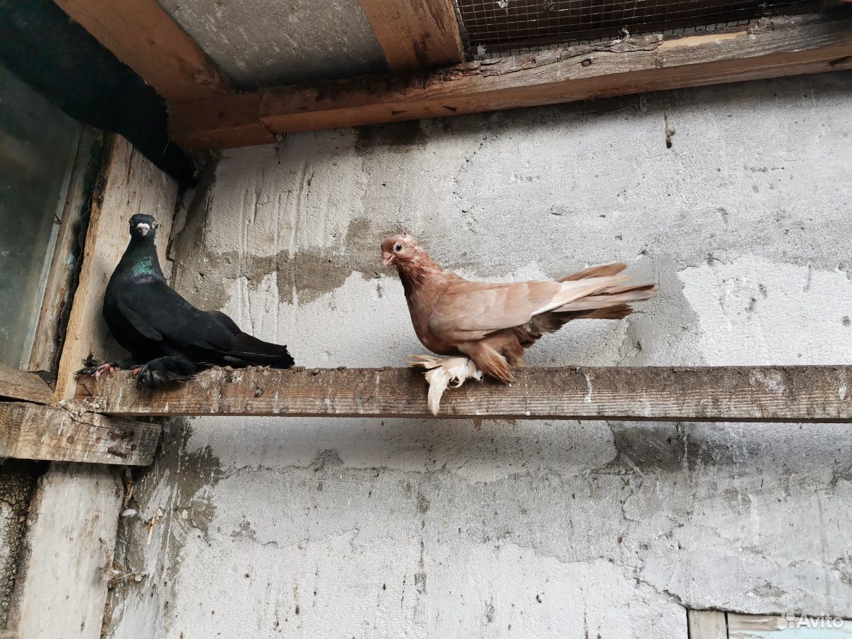 Продам узбекских бойных голубей купить на Зозу.ру - фотография № 2