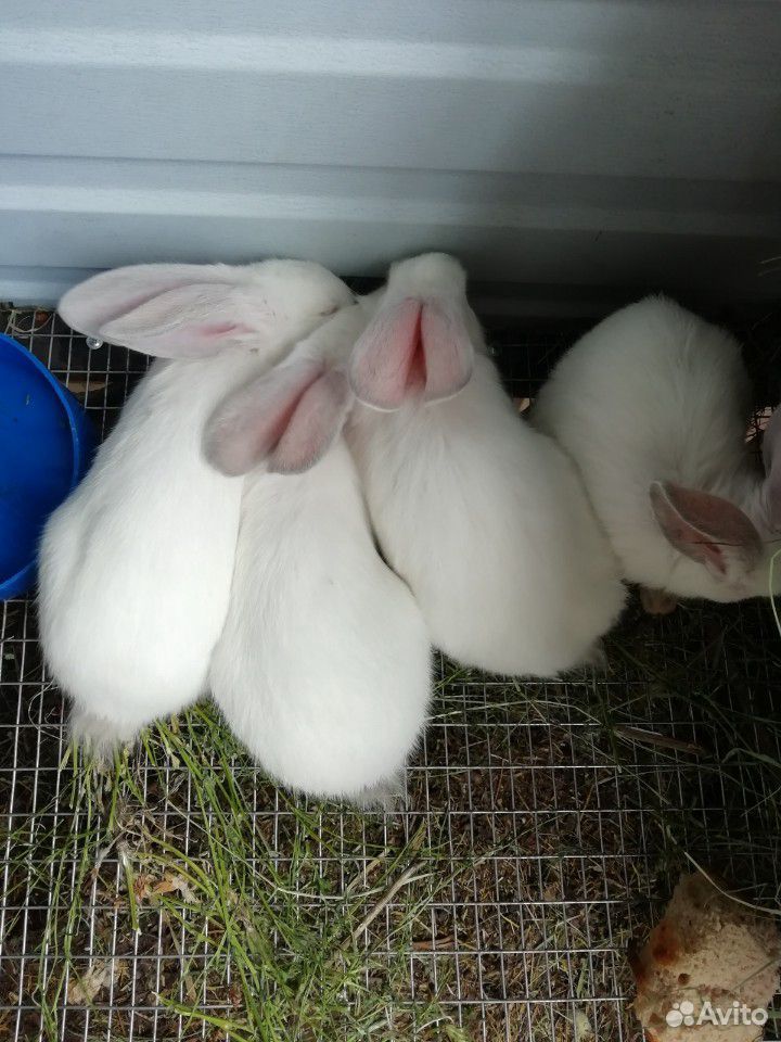Кролики породы "фландр" купить на Зозу.ру - фотография № 5