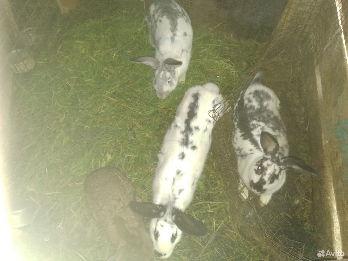 Продам кроликов купить на Зозу.ру - фотография № 5