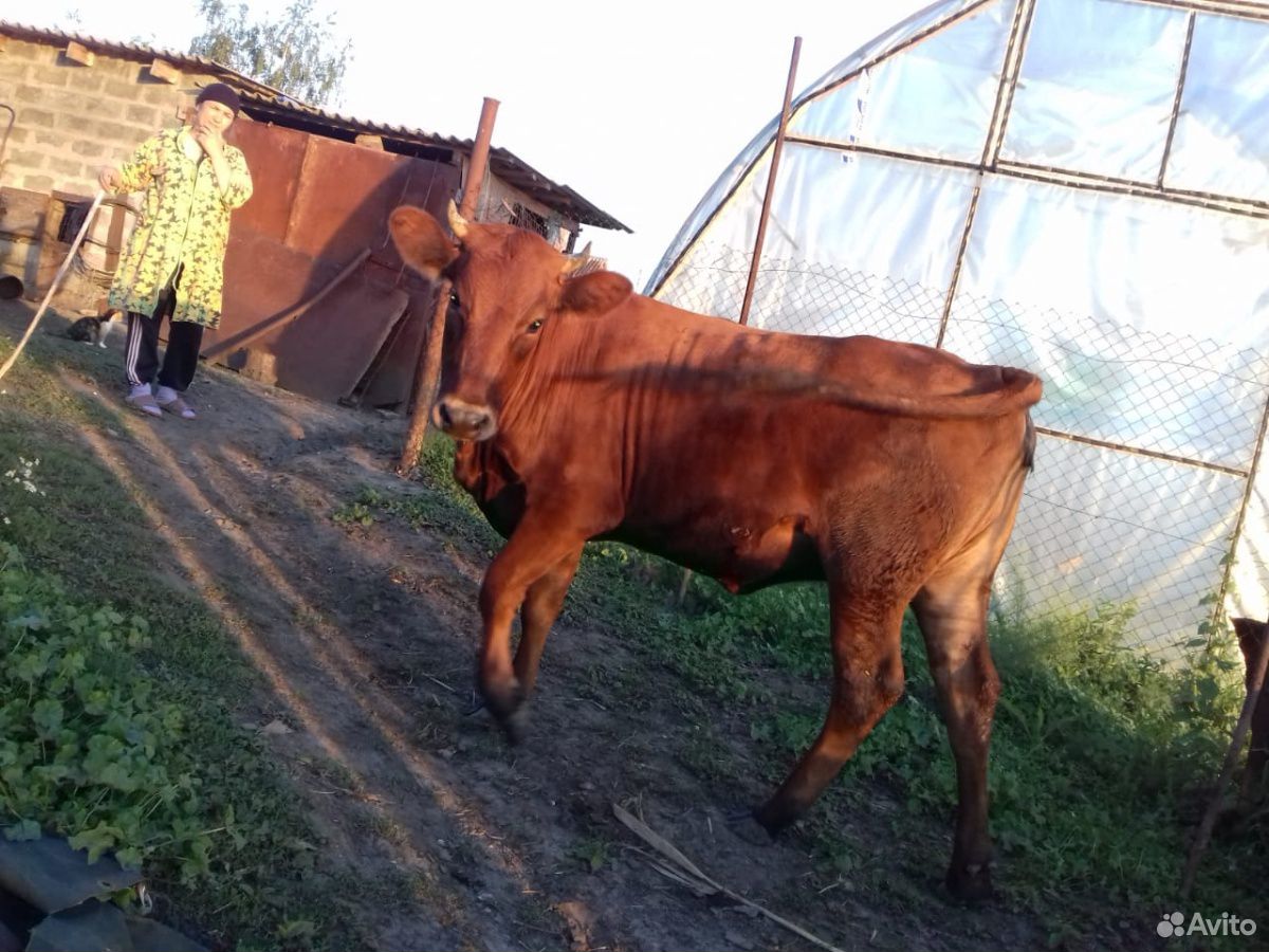 Корова (тёлка) купить на Зозу.ру - фотография № 6