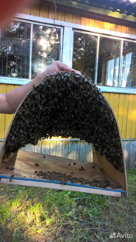 Сниму рой пчёл с вашего участка бесплатно купить на Зозу.ру - фотография № 4