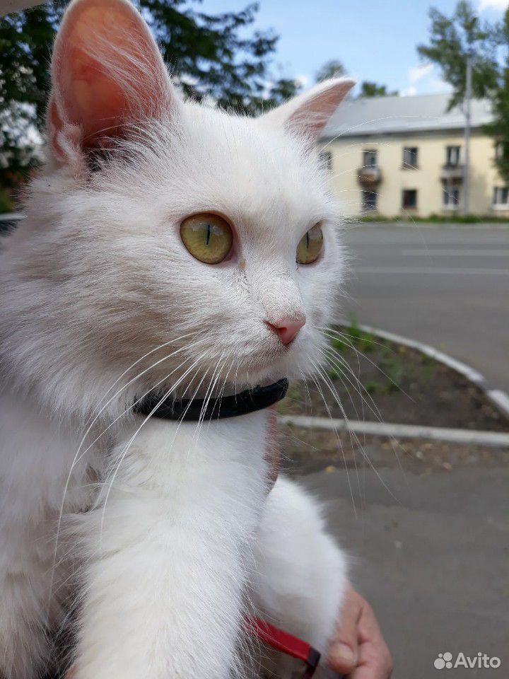 Кошечка красавица купить на Зозу.ру - фотография № 1