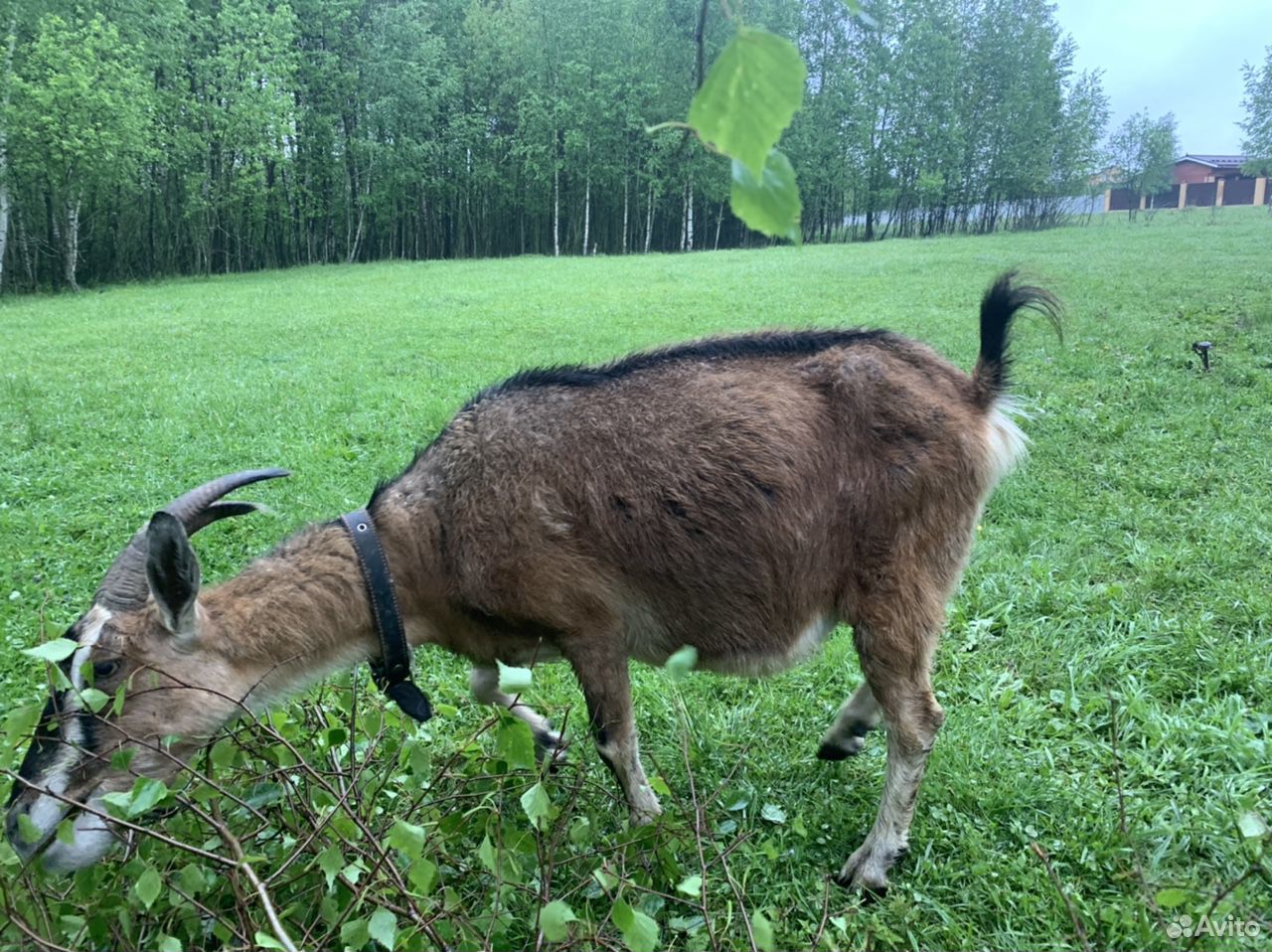 Альпийский коза купить на Зозу.ру - фотография № 3
