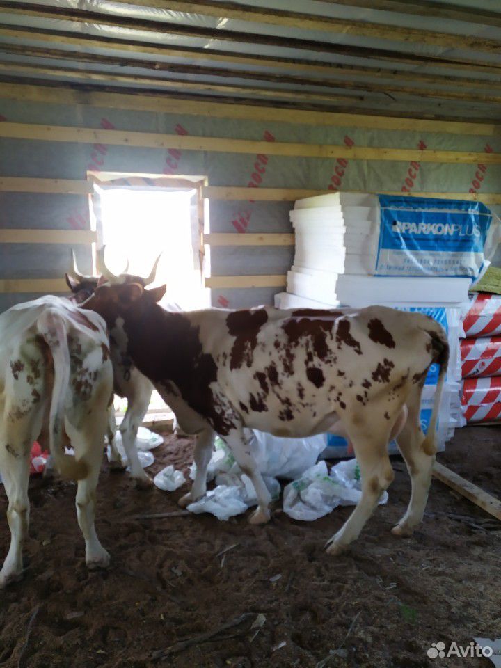 Коровы и быки купить на Зозу.ру - фотография № 9