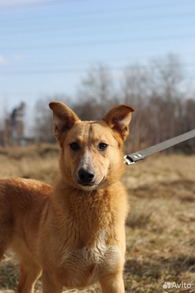 Рыжая собачка Сандра в дар купить на Зозу.ру - фотография № 1