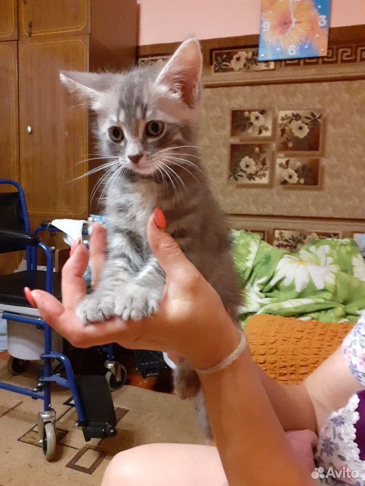 Котёнок в надежные руки купить на Зозу.ру - фотография № 4