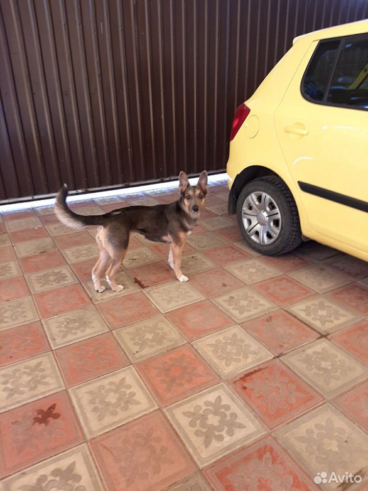 Собака активная купить на Зозу.ру - фотография № 2