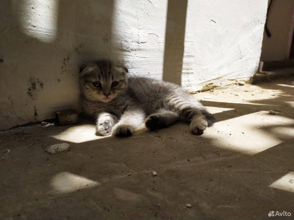 Смешные котята ищут дом купить на Зозу.ру - фотография № 2