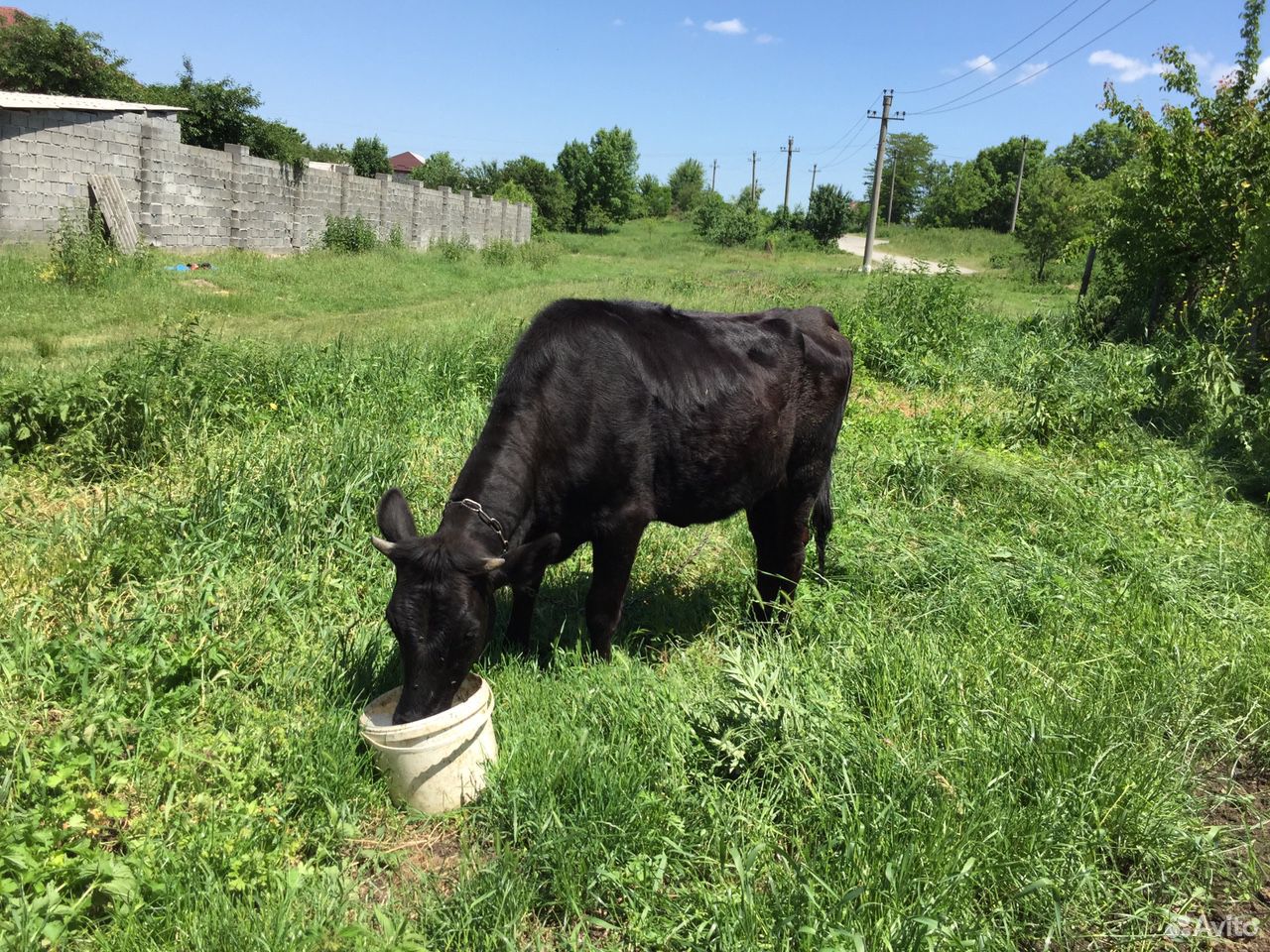 Телка, корова (год и 4 месяца) купить на Зозу.ру - фотография № 3