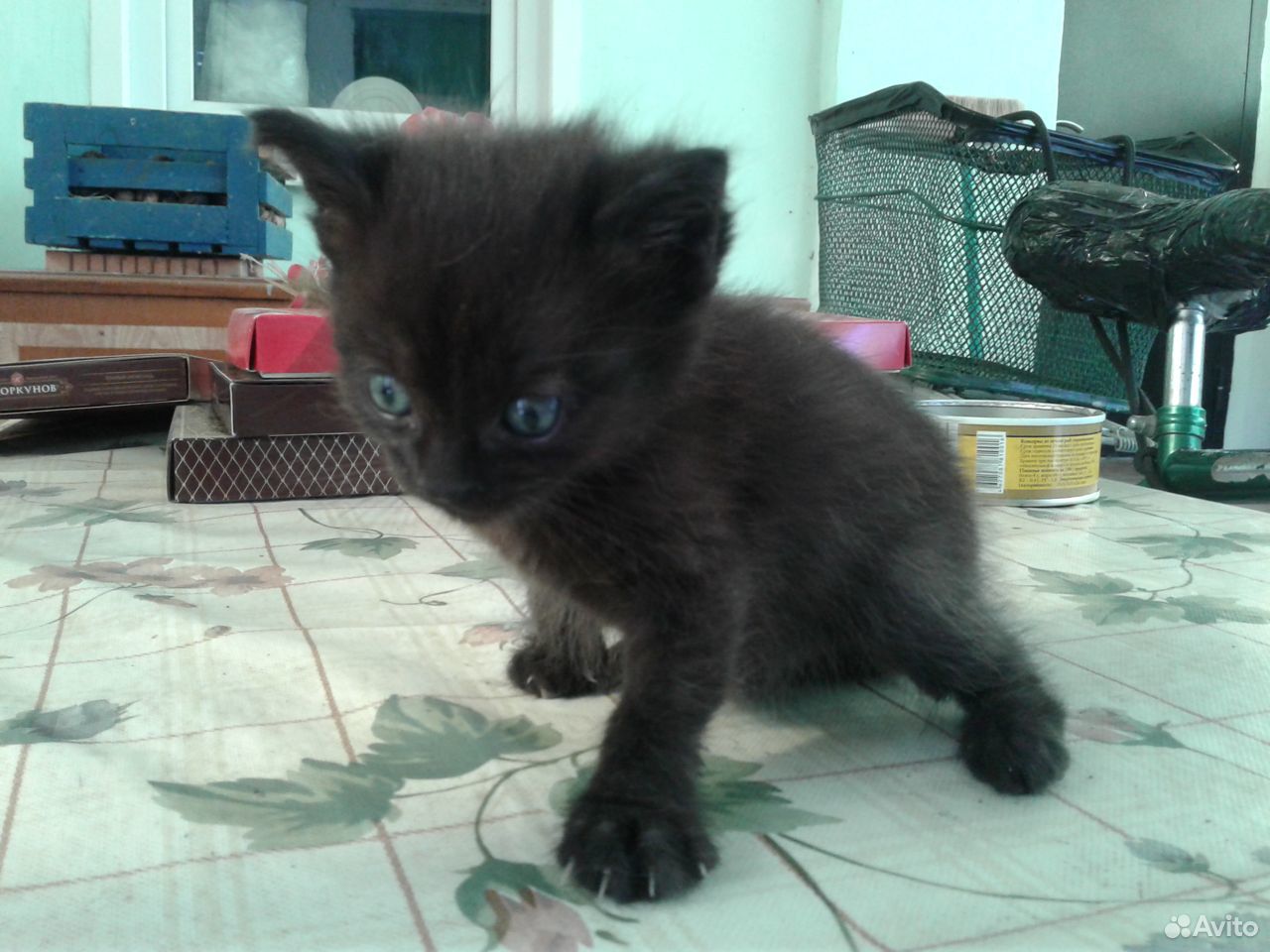 Котик чёрный купить на Зозу.ру - фотография № 2
