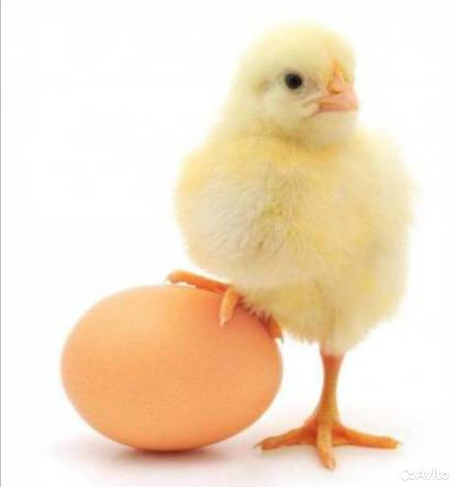 Инкубационное яйцо бройлера Кобб 500 купить на Зозу.ру - фотография № 1
