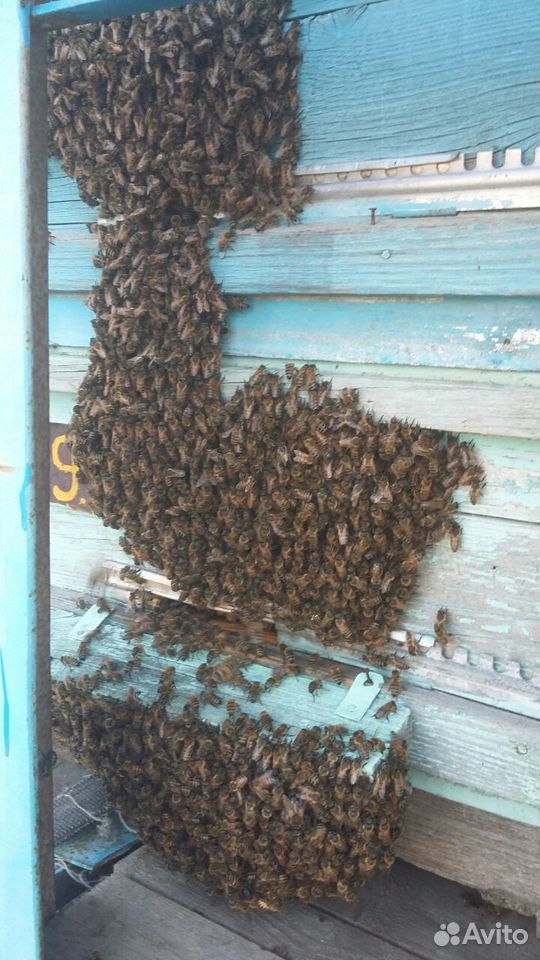 Продам пчелосемьи. Рут. 20шт купить на Зозу.ру - фотография № 1