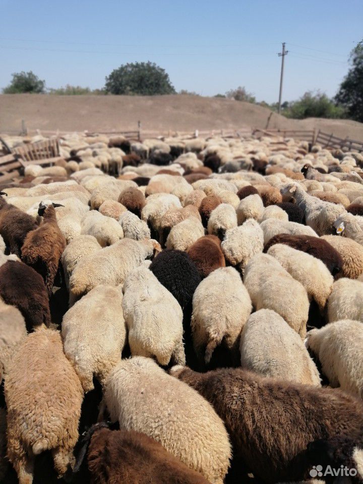 Овцы ягнята зимние на выбор купить на Зозу.ру - фотография № 2