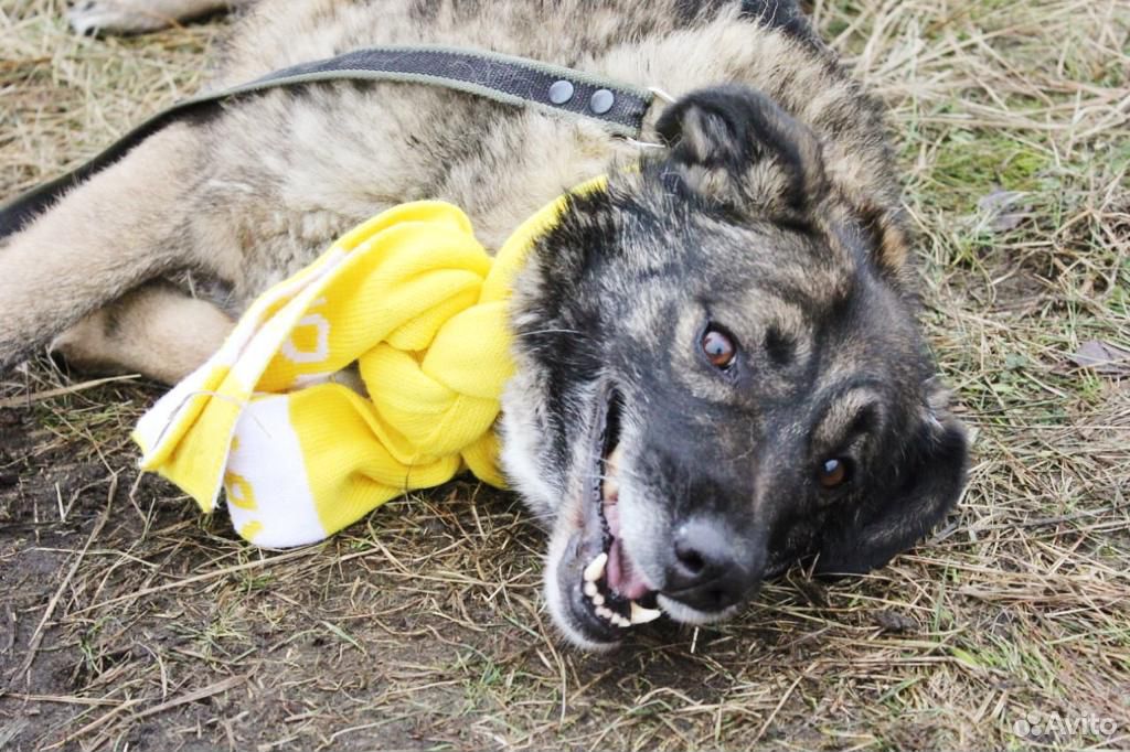 Дружелюбная собака Карамелька ищет семью в дар купить на Зозу.ру - фотография № 5