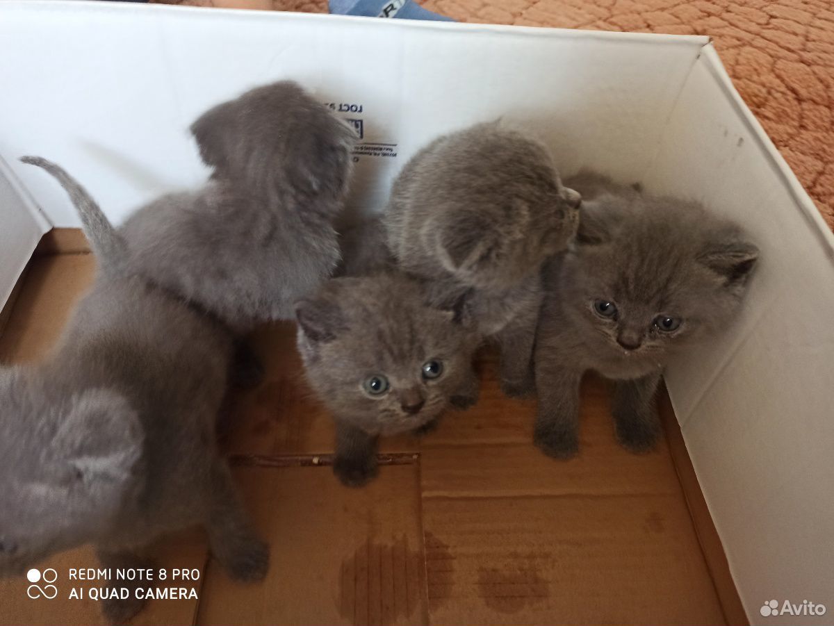Шотландские котята 3мальчика 2девочки родились 8ма купить на Зозу.ру - фотография № 3