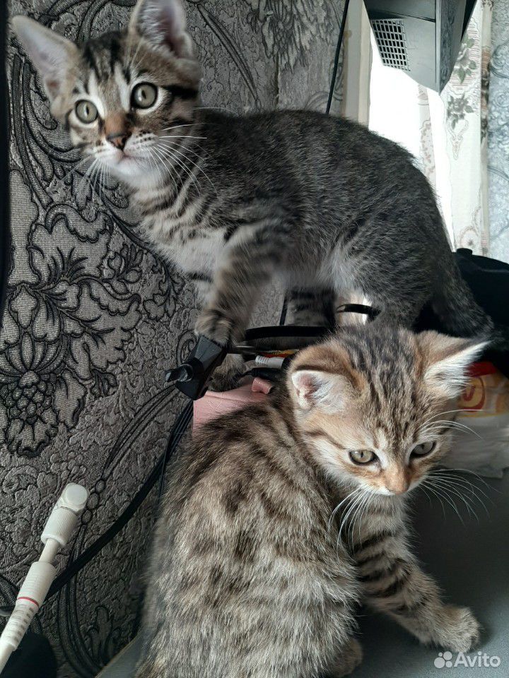Кошечка и кот купить на Зозу.ру - фотография № 1