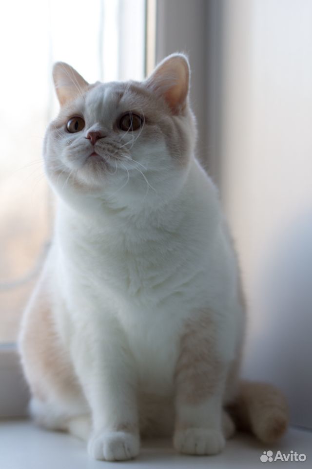Британская кошка Дора купить на Зозу.ру - фотография № 1