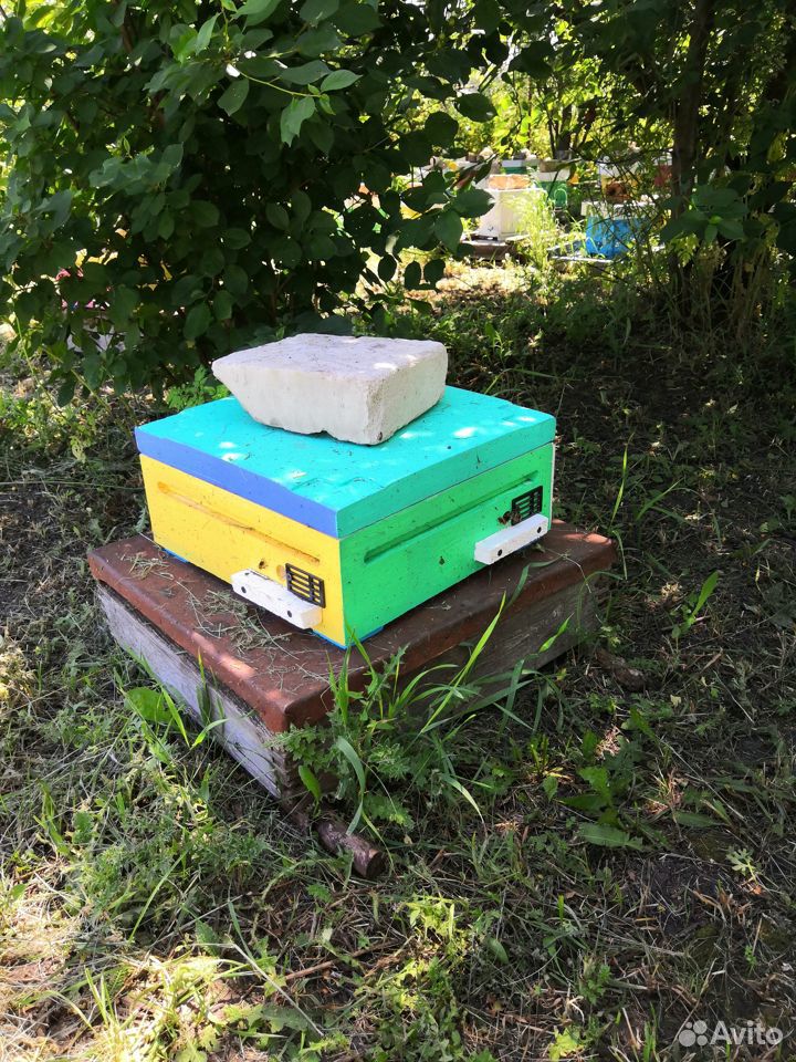 Продажа пчеломаток купить на Зозу.ру - фотография № 3