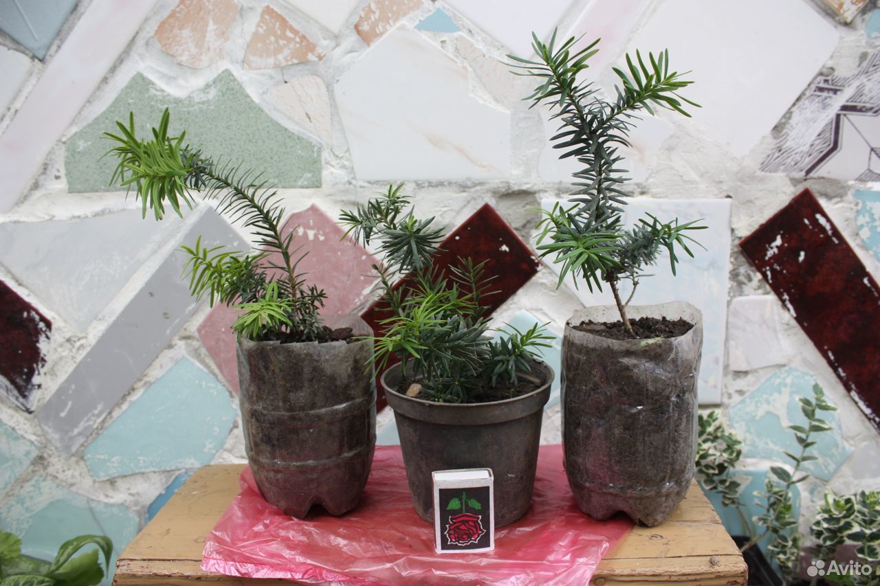 Тис - вечнозеленое хвойное дерево (кустарники) купить на Зозу.ру - фотография № 3