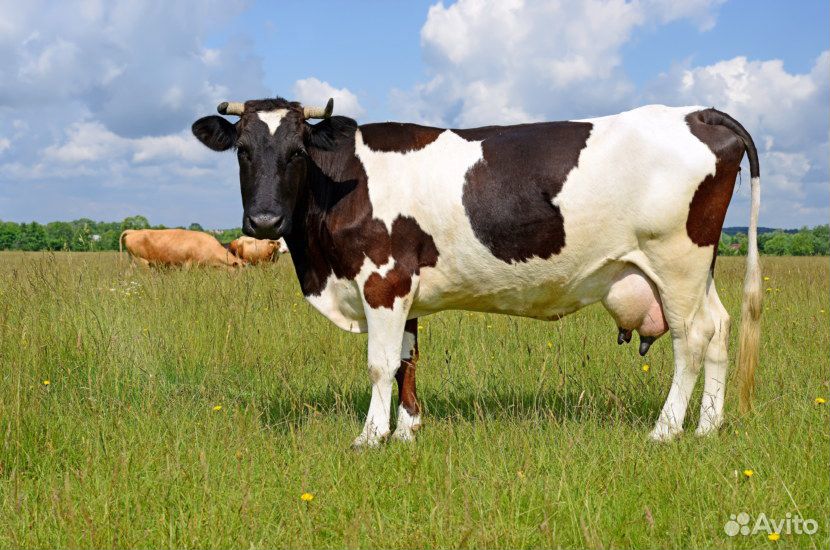 Ищем быка покрыть корову в подгорной части купить на Зозу.ру - фотография № 1
