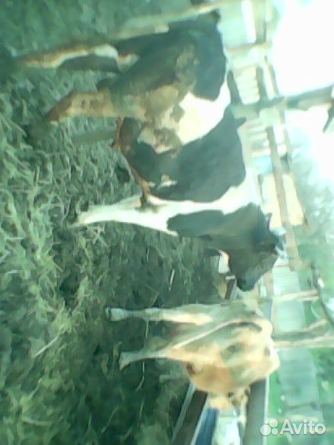 Продам или обменяю на ягнят молочных коров.Бык на купить на Зозу.ру - фотография № 5