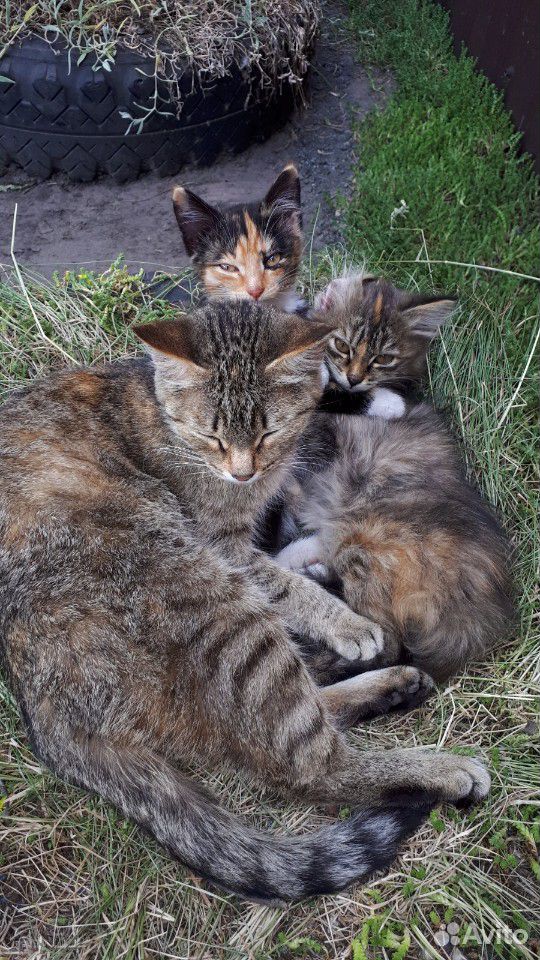 Кошка с котятами в добрые руки купить на Зозу.ру - фотография № 1