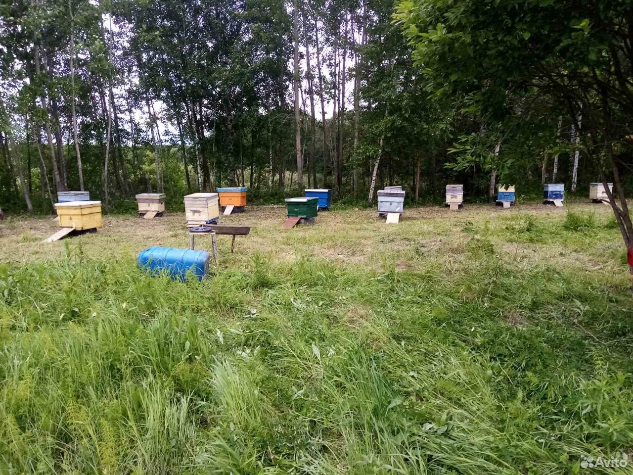 Пасека пчёл"карника" с мёдом купить на Зозу.ру - фотография № 2