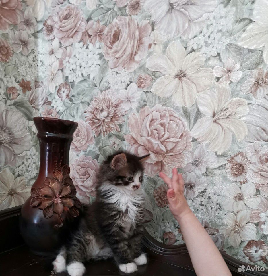 Котенок купить на Зозу.ру - фотография № 3