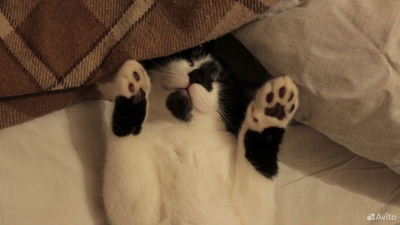 Ласковые черно-белые котята, отдам купить на Зозу.ру - фотография № 4