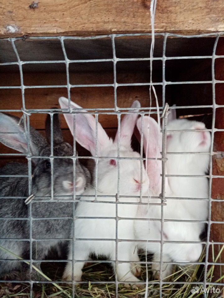 Кролики,породы фландер, калифорнийские, бабочки купить на Зозу.ру - фотография № 1