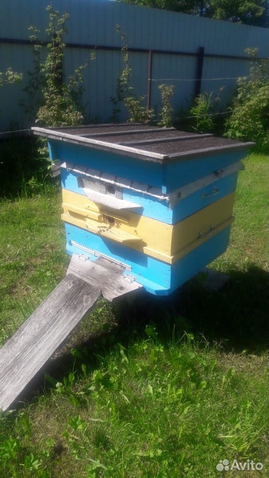 Пчёлы + Улей купить на Зозу.ру - фотография № 1