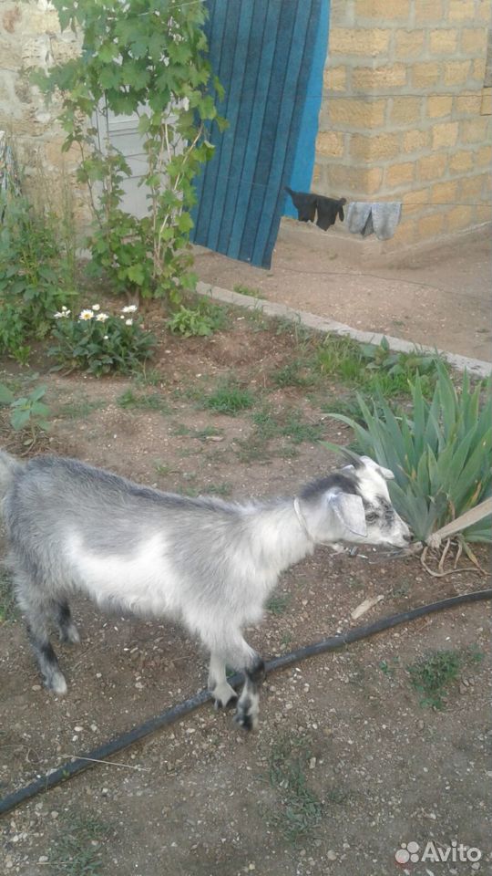 Продается коза с козочкой купить на Зозу.ру - фотография № 4